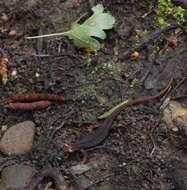 Image of spectacled salamander