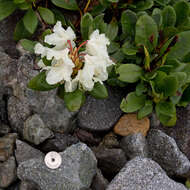 Image of Rhododendron aureum Georgi