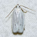 صورة <i>Antaeotricha albulella</i>