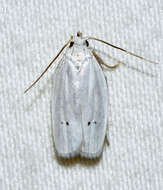 صورة <i>Antaeotricha albulella</i>