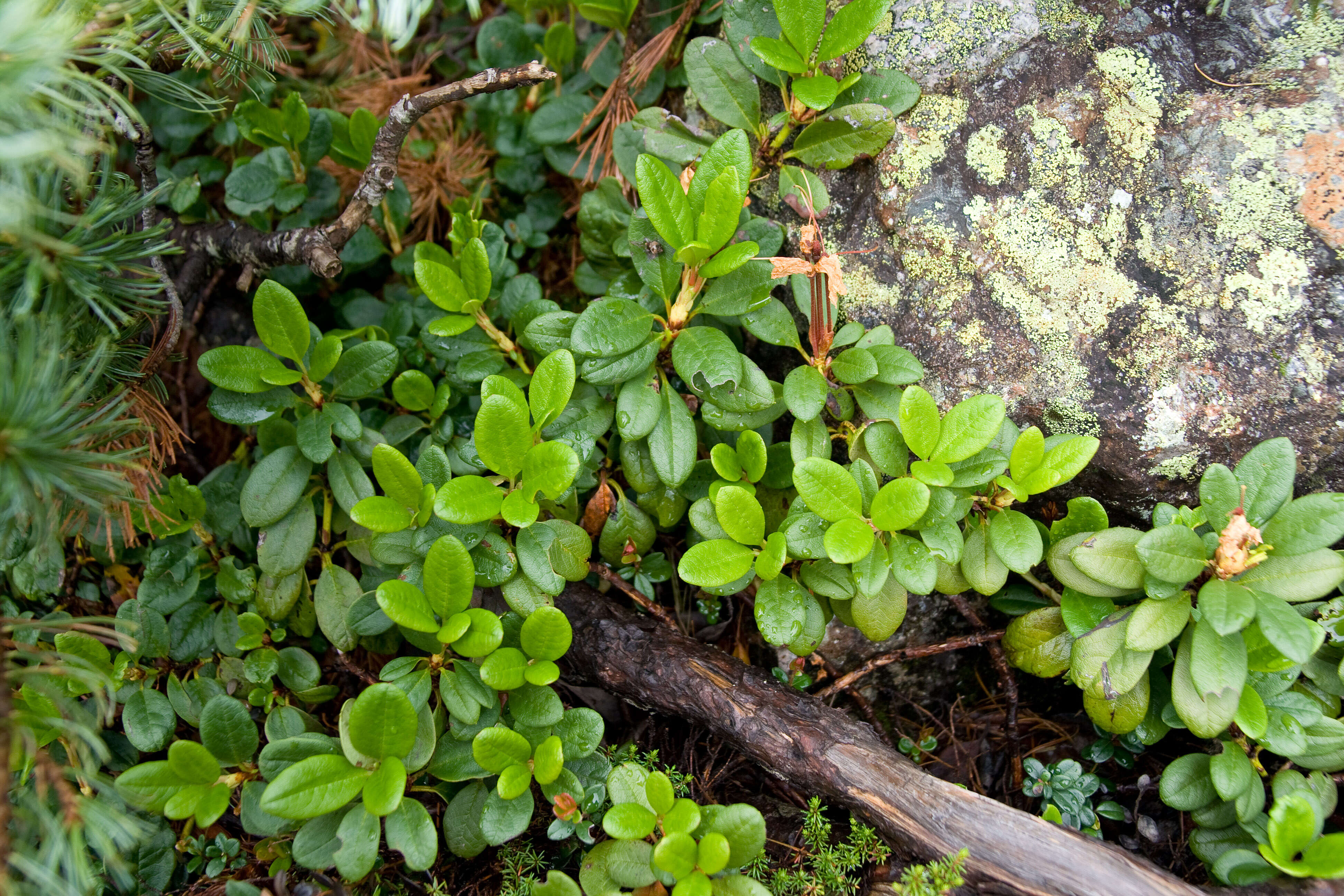 Image of Rhododendron aureum Georgi