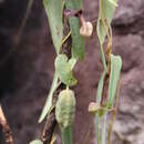 Image of Aristolochia smilacina (Klotzsch) Duch.