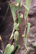 Plancia ëd Aristolochia smilacina (Klotzsch) Duch.