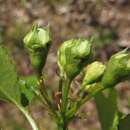 Image of Crataegus pruinosa var. gattingeri (Ashe) Lance