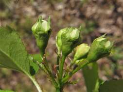 Imagem de Crataegus pruinosa var. gattingeri (Ashe) Lance