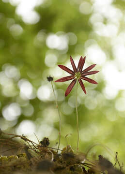 Image of Bulbophyllum fimbriatum (Lindl.) Rchb. fil.