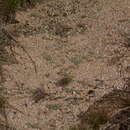 Image of Fairy Elephant's-feet