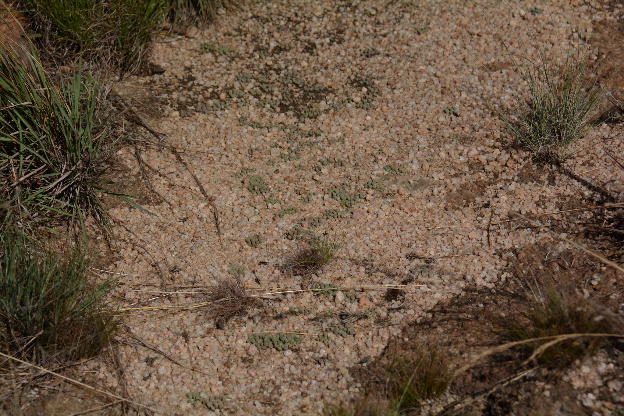 Image of Frithia pulchra N. E. Br.