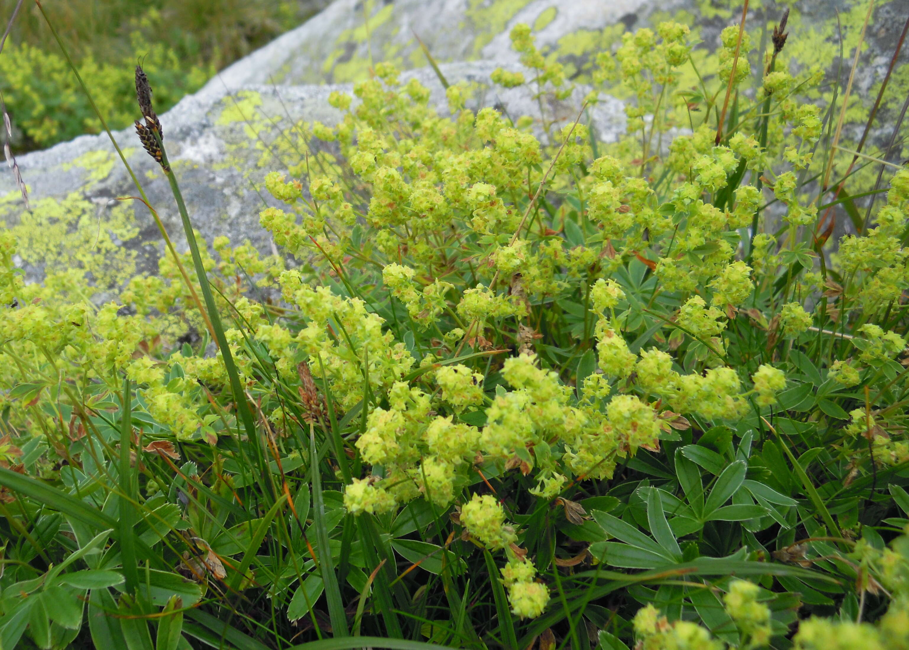 Image of Alpine Lady's-mantle