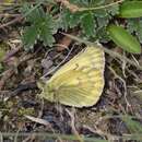 Image of Colias ladakensis Felder & Felder 1865