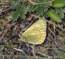 Image of Colias ladakensis Felder & Felder 1865