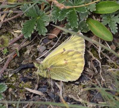 Image of Colias ladakensis Felder & Felder 1865