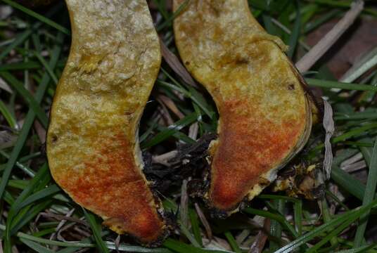 Image of Hortiboletus engelii (Hlaváček) Biketova & Wasser 2015