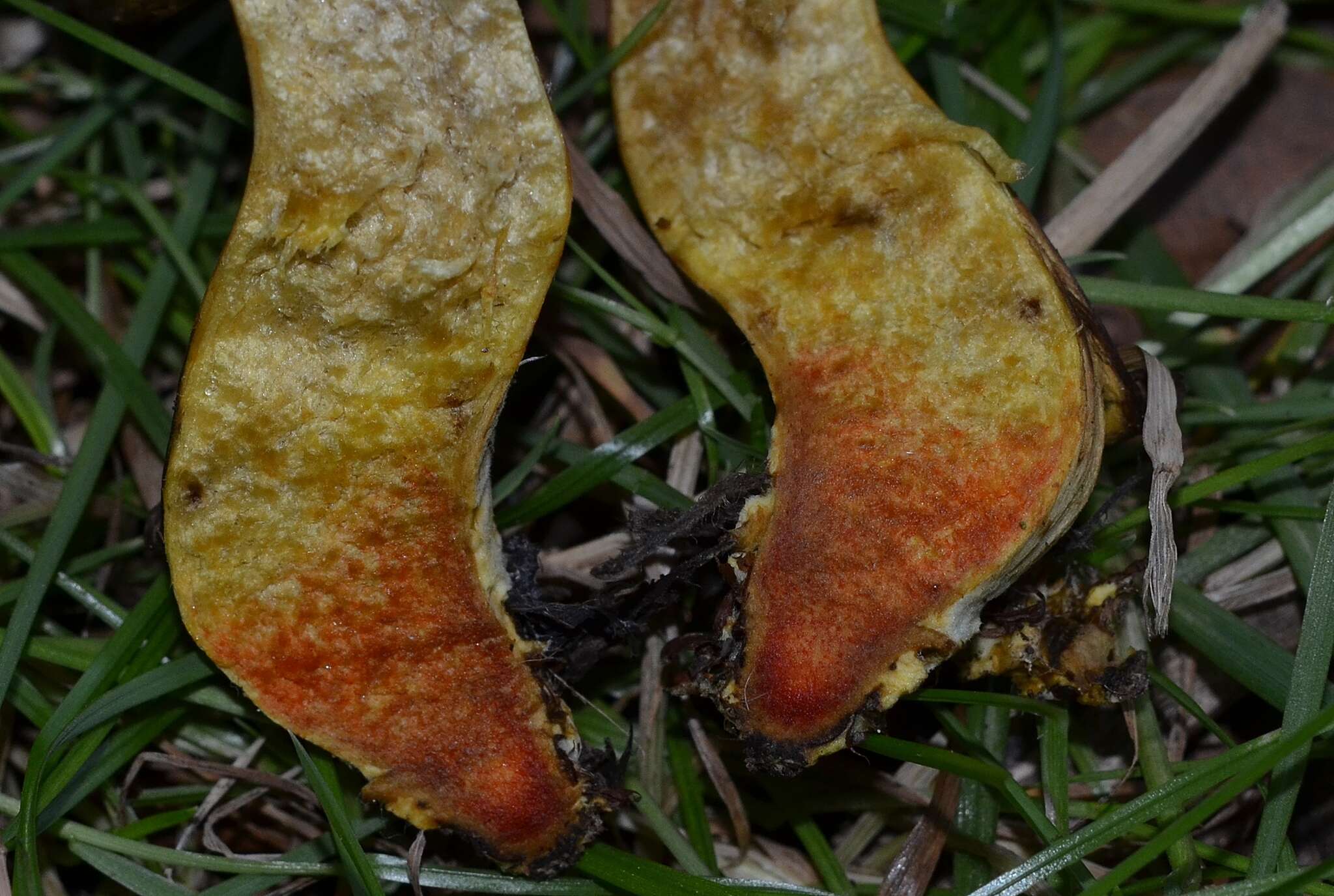 Image de Hortiboletus engelii (Hlaváček) Biketova & Wasser 2015