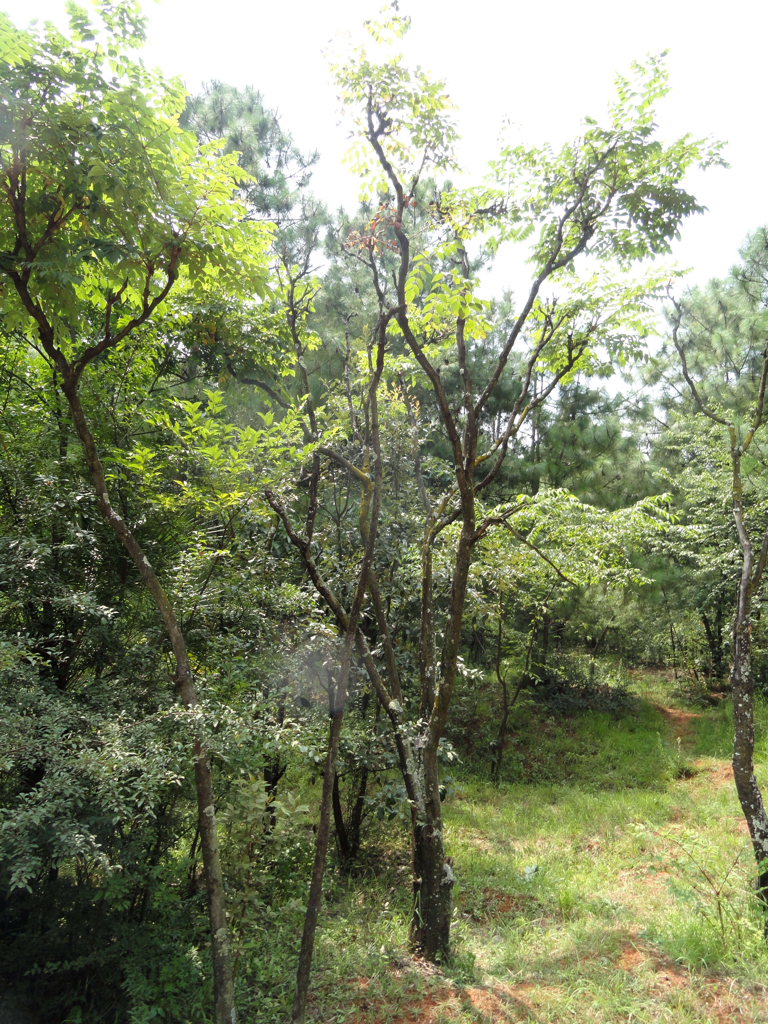 Image of Chinese angelica tree