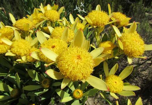 Image of Leucadendron elimense subsp. vyeboomense I. J. M. Williams