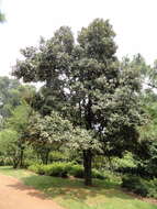 Image of Quercus franchetii Skan