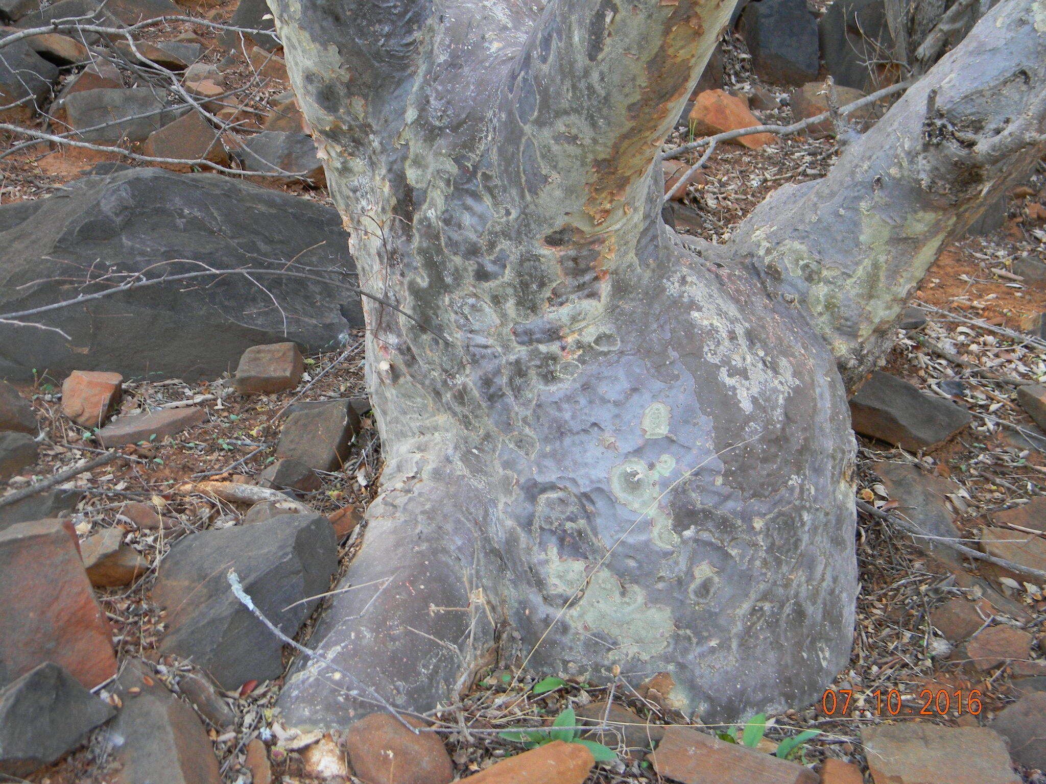 Image of Small-leaved star-chestnut