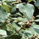 Image of Quercus franchetii Skan