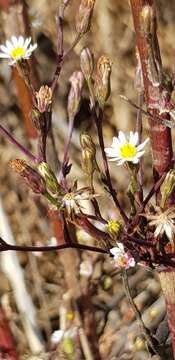 Imagem de Symphyotrichum subulatum var. parviflorum (Nees) S. D. Sundberg