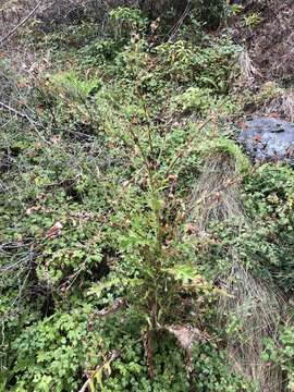 Image of Vasey's thistle