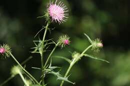 Imagem de Cirsium nipponicum var. incomptum (Maxim.) Y. Kadota