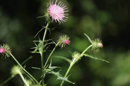 Imagem de Cirsium nipponicum (Maxim.) Mak.