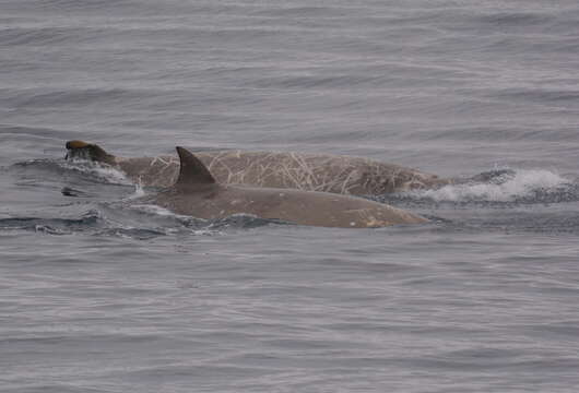 Image of Flatheaded Bottlenose Whale