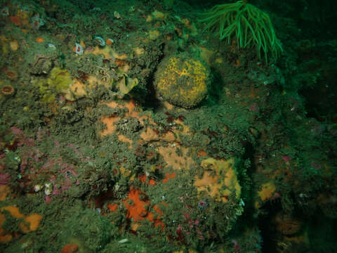 Image of orange rough ball horny sponge