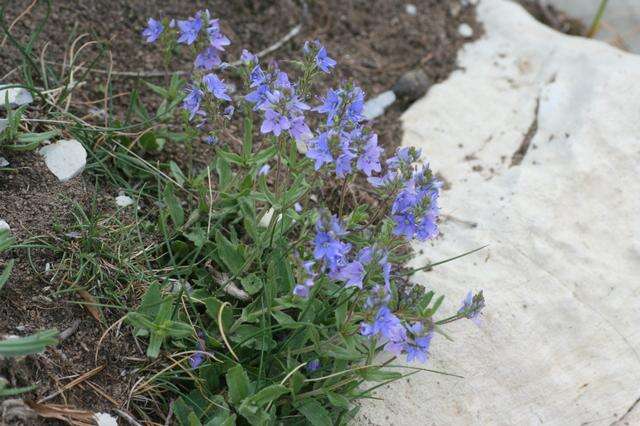 Image of Sprawling Speedwell