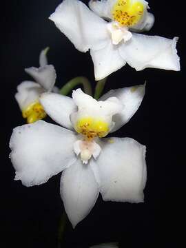 Plancia ëd Odontoglossum