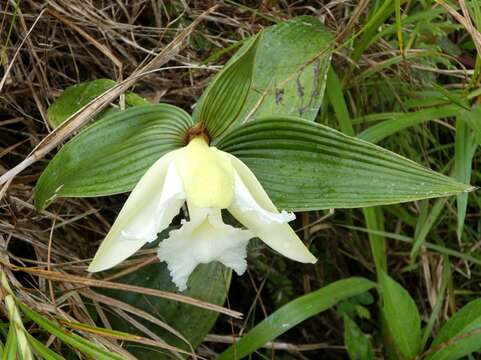 Plancia ëd Sobralia macrophylla Rchb. fil.