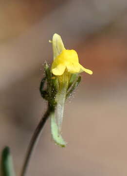 Слика од Linaria simplex (Willd.) DC.