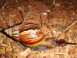 Image of Achatina fulica