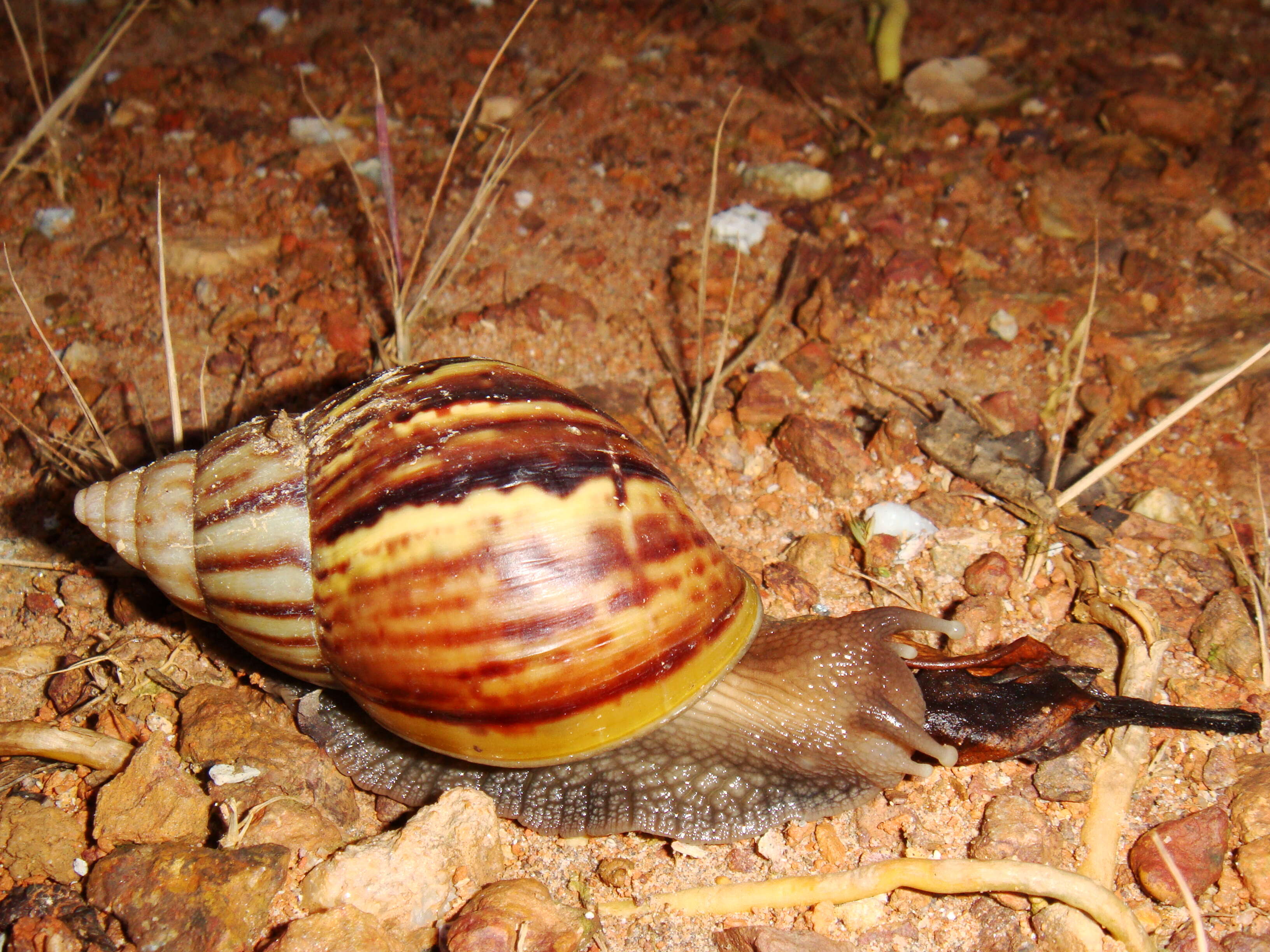 Image of Achatina fulica