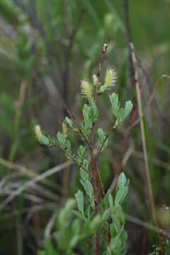 Image of Bog Willow