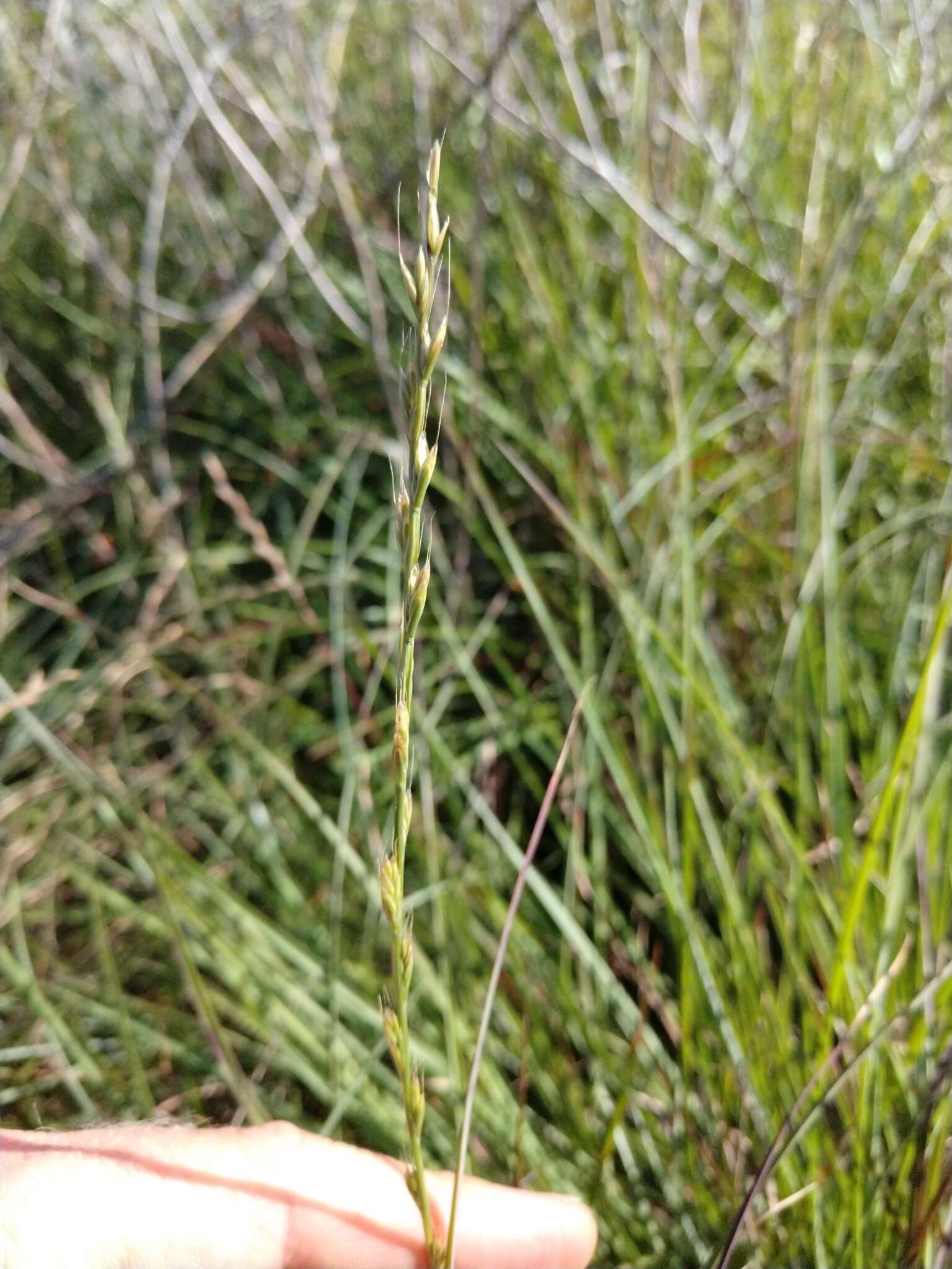 Image of Darnel ryegrass