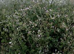 Image of ironweed
