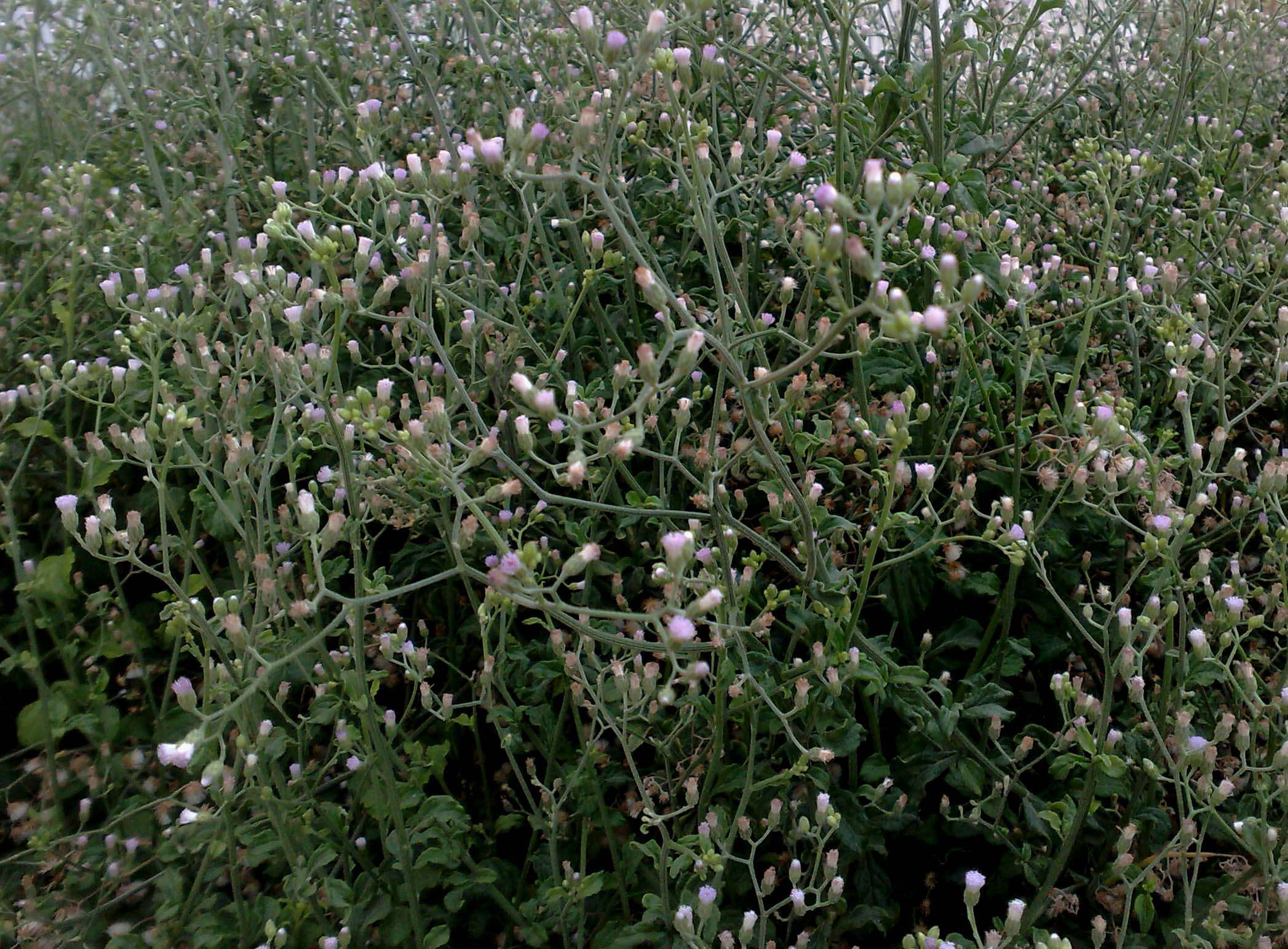 Image of ironweed