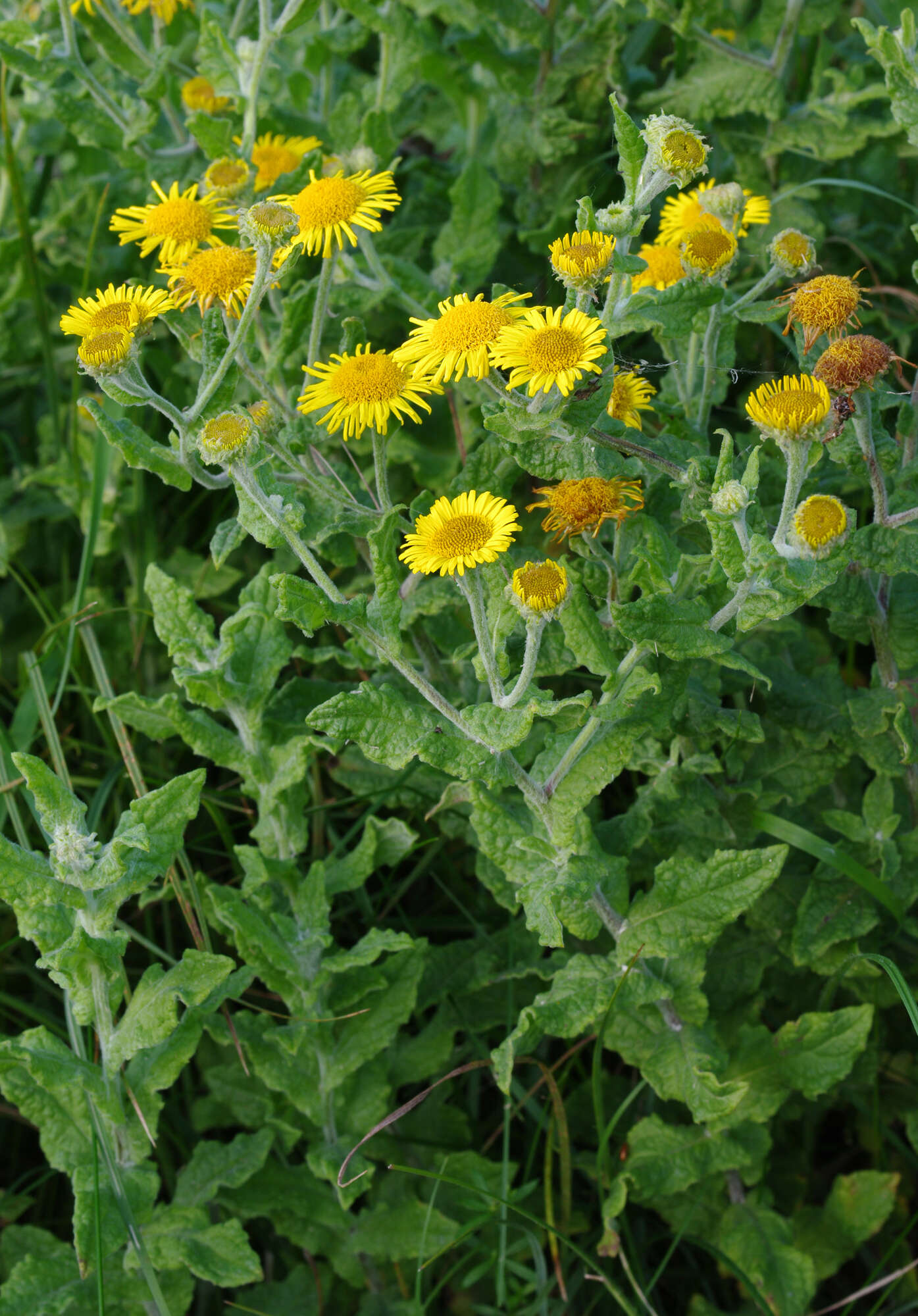 Image of common fleabane