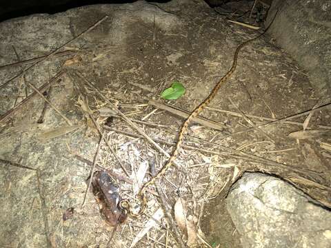 Image of Formosa Slug Snake