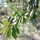 Image of Styrax argenteus Presl