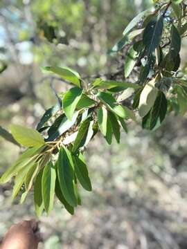 Sivun Styrax argenteus Presl kuva