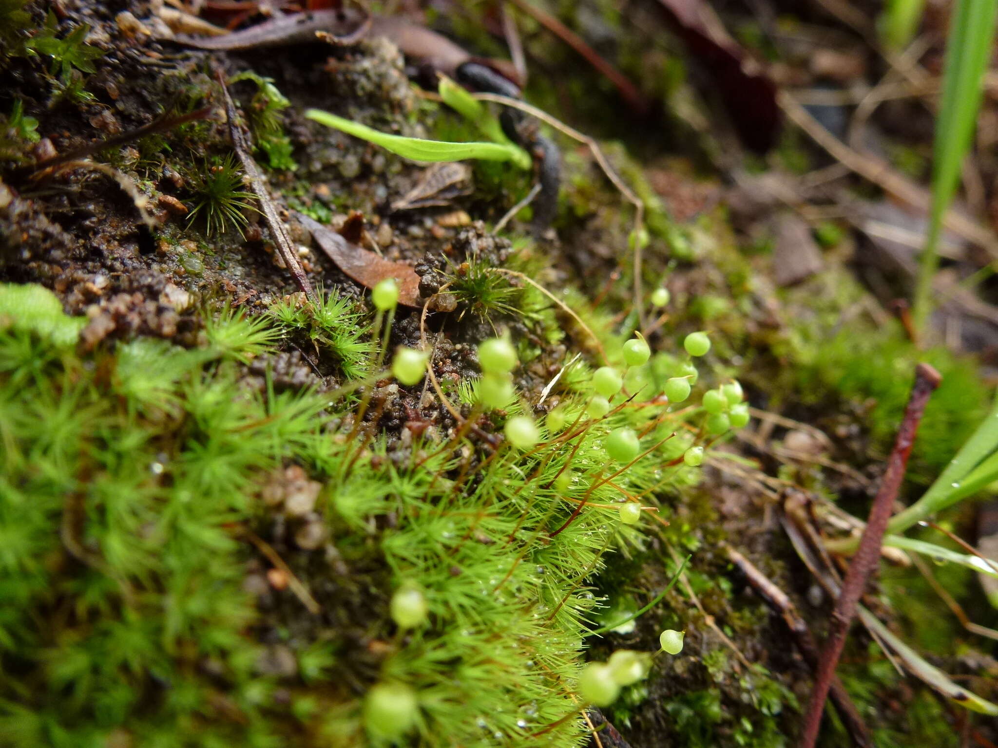 Image of Bartramia nothostricta Catcheside 1987