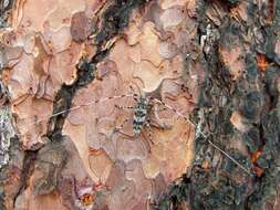 Image of Ponderosa Pine Bark Borer