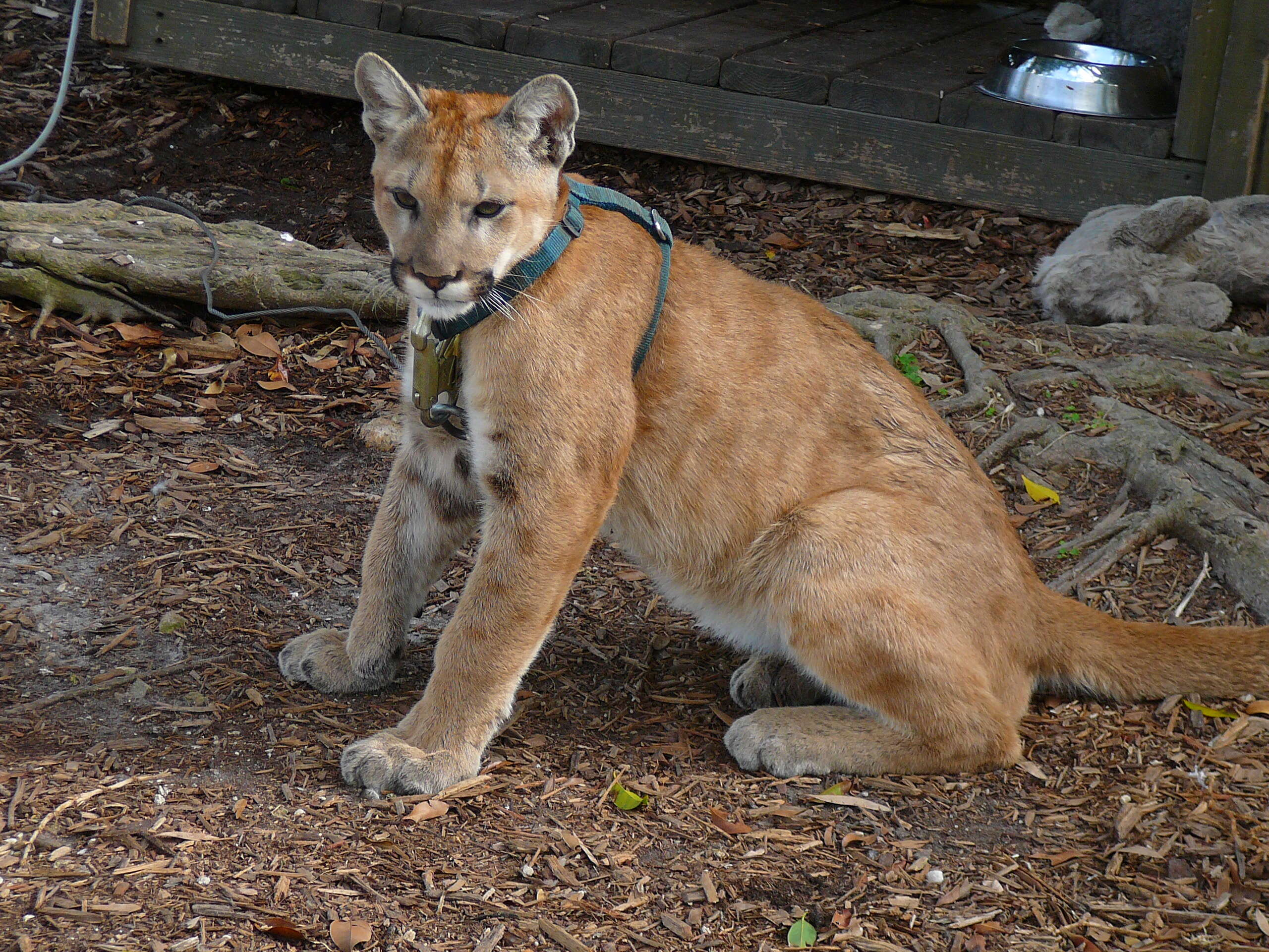 Image of Puma concolor coryi