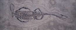Image of Keichosaurus