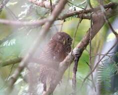 Image of Asian Barred Owlet