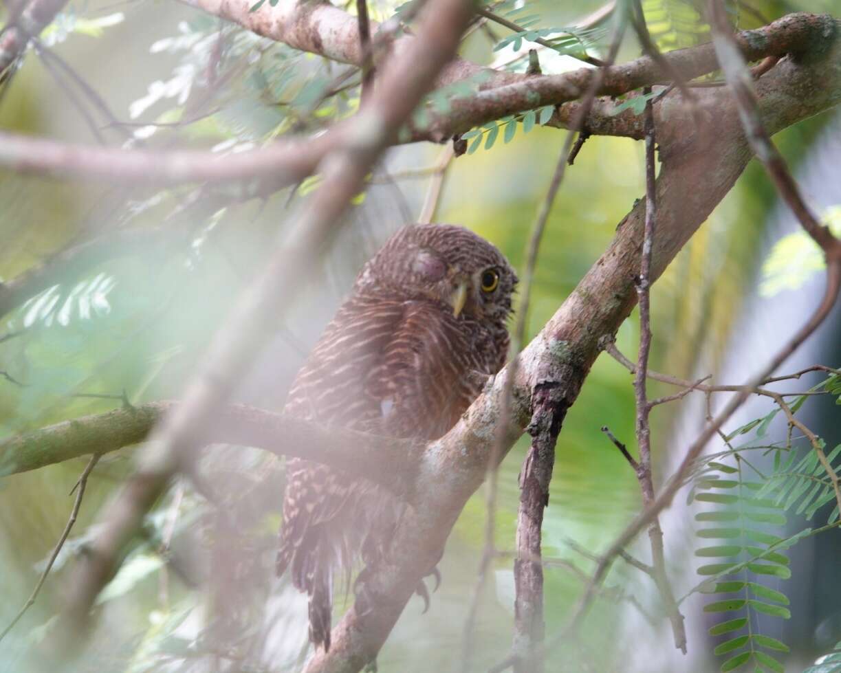 Image of Asian Barred Owlet