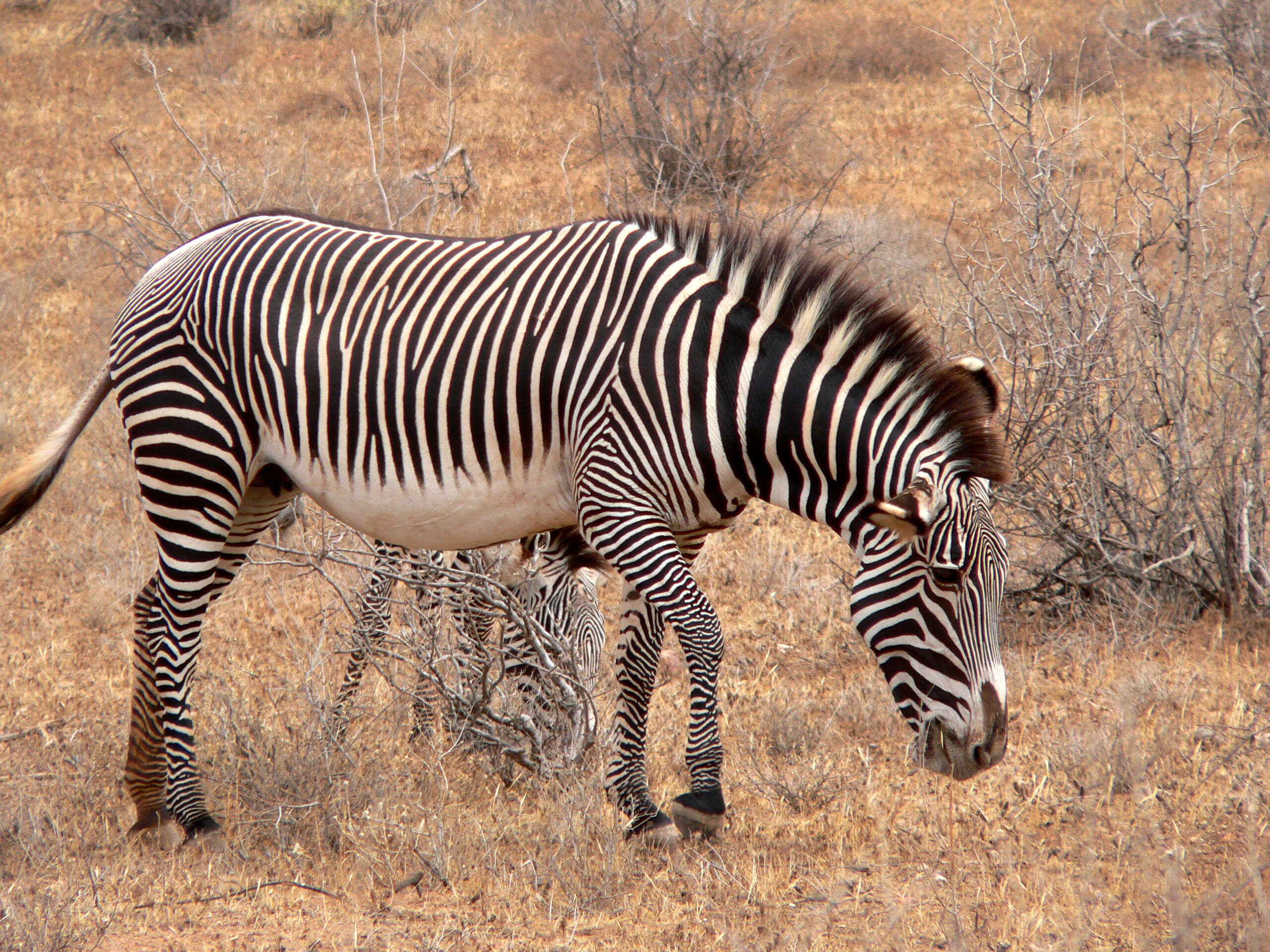 Image of Grevy's Zebra